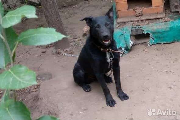 Собачка ищет дом