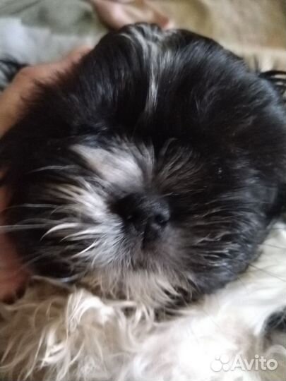 Ши-тцу мальчик