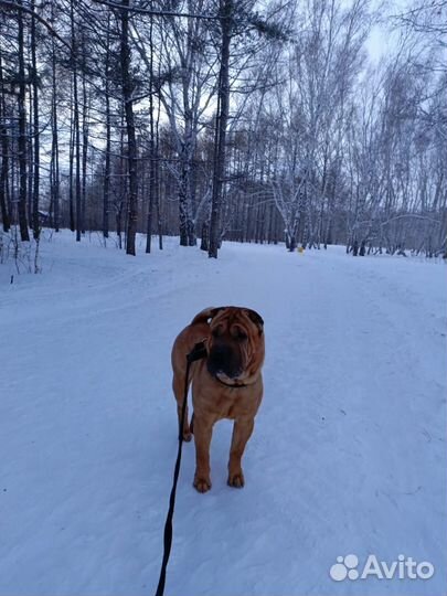 Вязка шар-пея