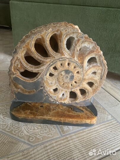 Аммонит на подставке