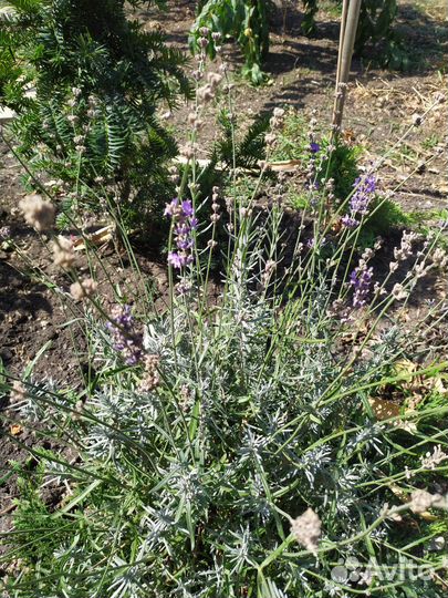 Очисток,бузульник, лаванда,сентябринка