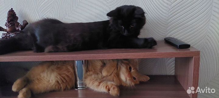 Коты в добрые руки