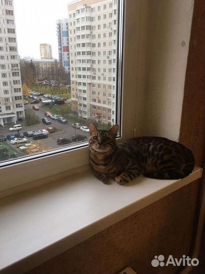 Бенгальский кот на вязку