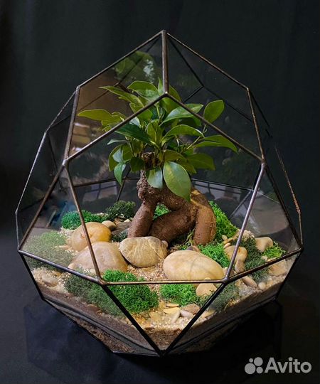Флорариум Бонсай 