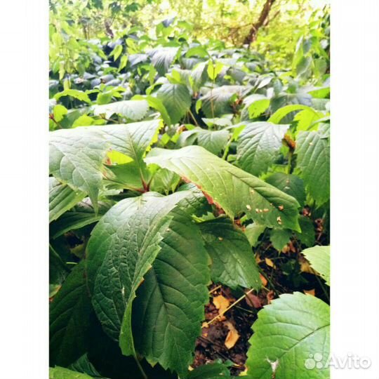 Фотоаппарат Nikon Cool Pix L810