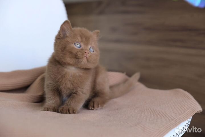 Британский мальчик в окрасе циннамон-Kruasan