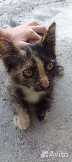 Котики и кошечки бесплатно в добрые руки