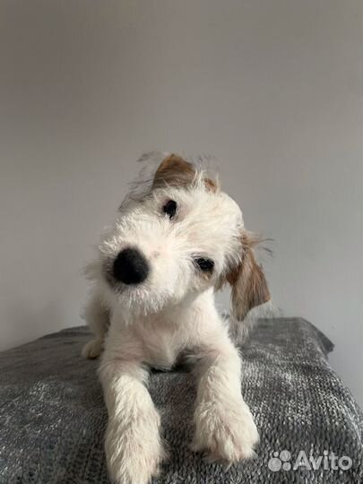 Щенки парсон рассел терьера