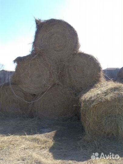 Продам сено в рулонах