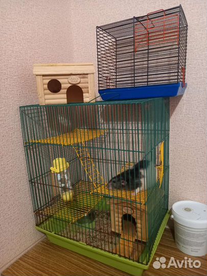 Крыс с клеткой