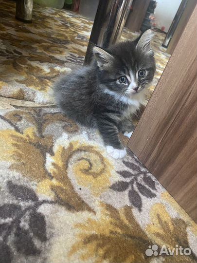 Курильский бобтейл