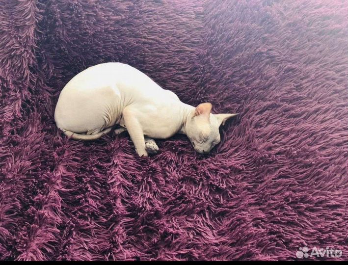 Донской сфинкс Тайсон