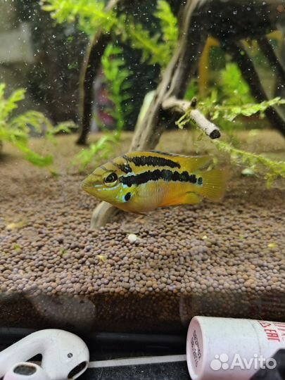 Цихлазома сальвини