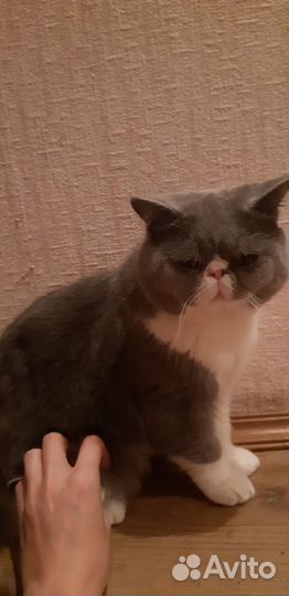 Кот экзот вязка