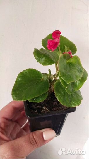 Бегония вечноцветущая махровая