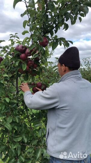 Фермерское хозяйство
