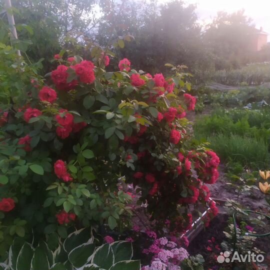 Роза плетистая