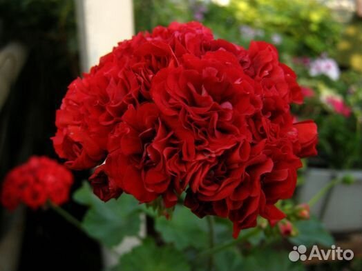 Пеларгонии коллекционные, укорененные черенки