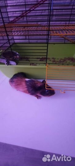 Морская свинка+клетка+опилки+сено+миска и поилка