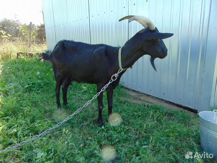 Продам козу