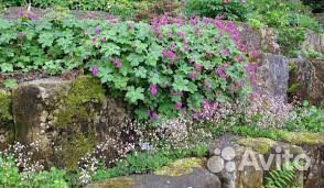 Герань садовая