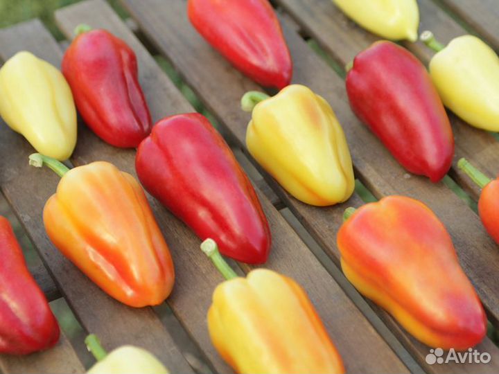 Семена Перца 