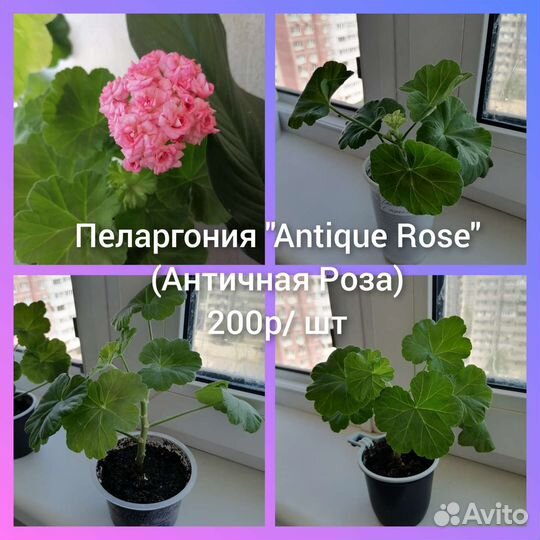 Пеларгония Antique Rose (Античная роза)