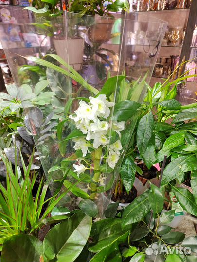 Орхидея дендробиум