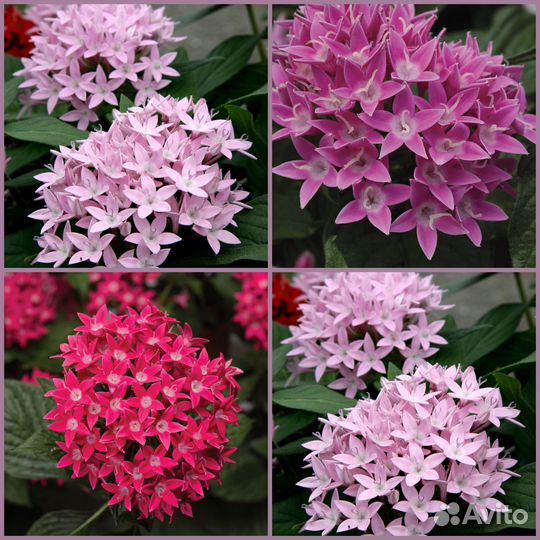 Пентаса семена, по почте