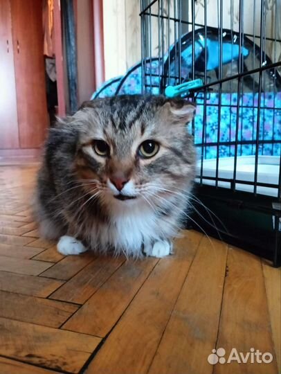 Спасите котика, его бросили на даче. Ищем дом