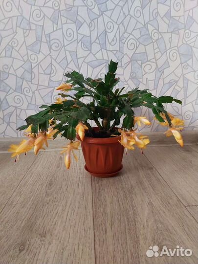 Декабрист (Шлюмбергера)