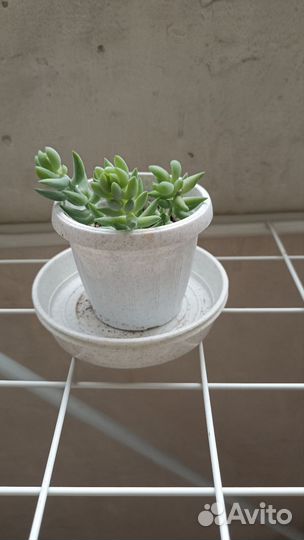 Комнатные растения, цветы