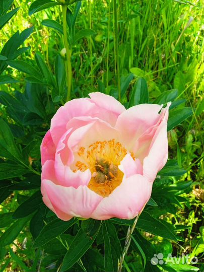 Пион Гаваи корал пинк