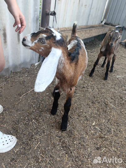 Продажа козлят