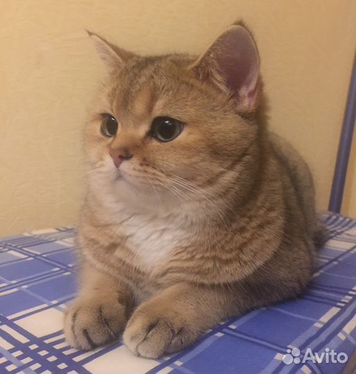 Кот на вязку