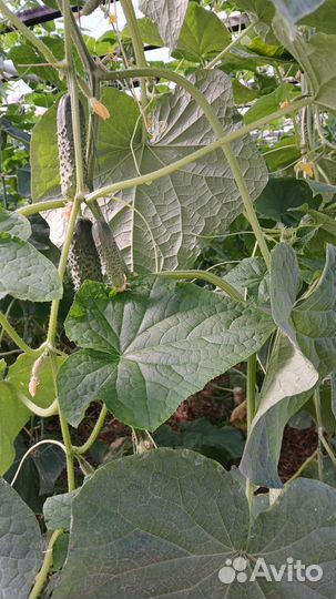 Огурцы свежие