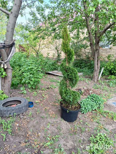 Саженцы туи смарагд сформированные спиралью