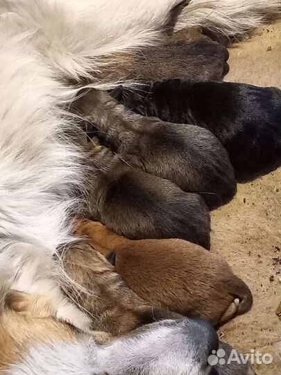 Щенки в хорошие руки