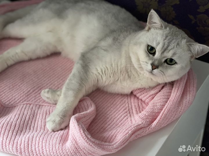 Британский кот шиншилла для вязки