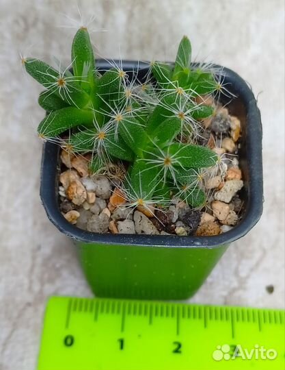 Суккуленты разные