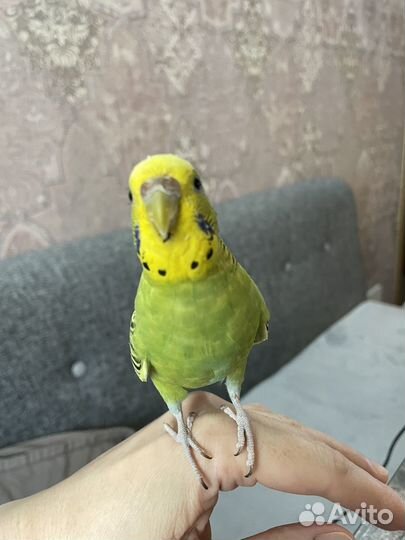 Назойливый волнистый попугай