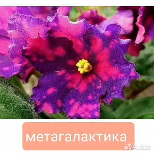 Стартеры, детки и листики сортовых фиалок