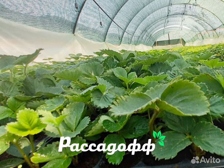 Рассада клубники. Оптом от 128 шт