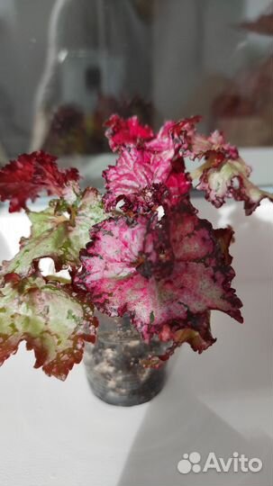 Бегония пестролистная Doller Down