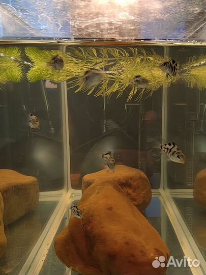 Попугай панда