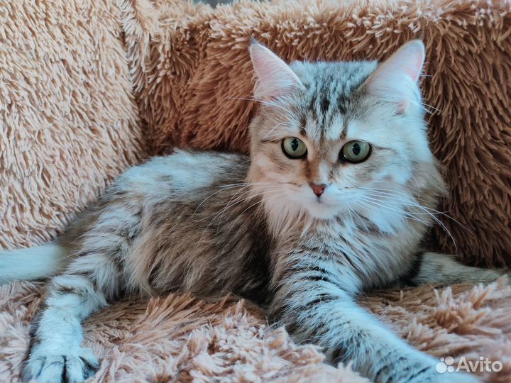 Пушистая кошечка