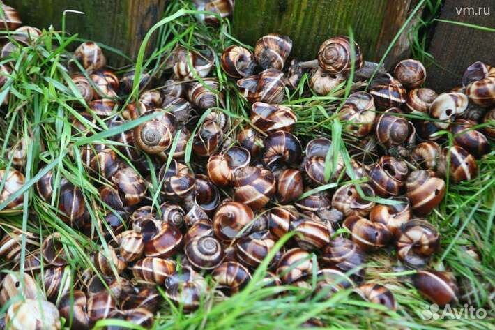 Улитки виноградные
