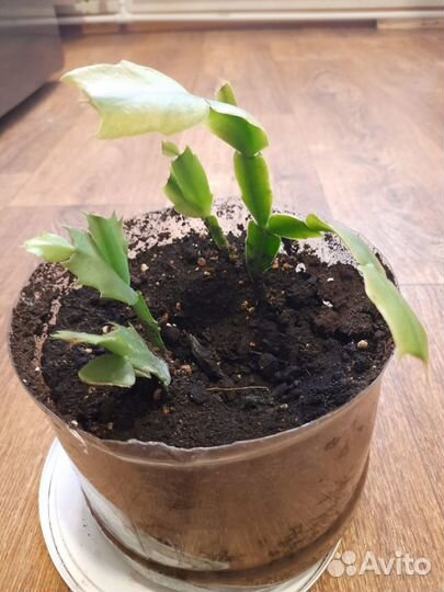 Продам комнатное растение, цветы Декабрист