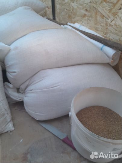 Продам пшеницу