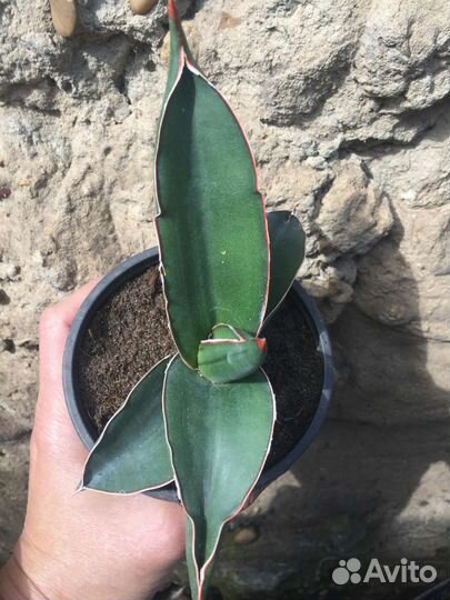 Сансевиерии 3 - Муншайн, Самурай